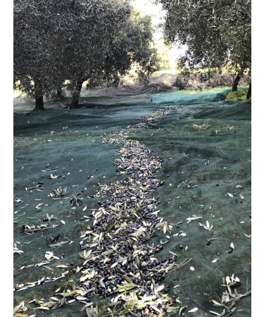 100% Italian Organic Extra Virgin Olive Oil 1 Bottle 500 Ml - Buy Online on GoSupps.com