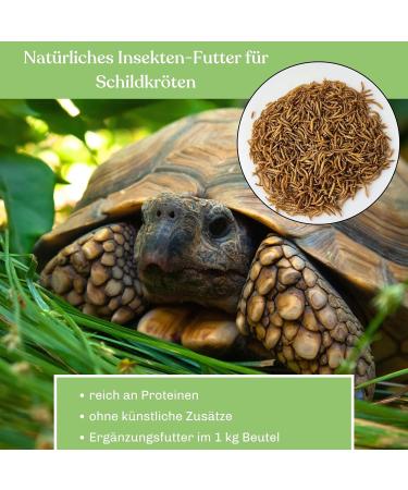 Blumixx Mealworms for Wild Birds & Small Animals - 800g Nutritious Dried Feed | Ideal Winter Bird Food & Pet Supplement - Buy Online on GoSupps.com