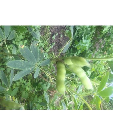 Bäckerei Spiegelhauer Organic Sweet Lupin Seeds Whole Grains - 1kg - Buy Online on GoSupps.com