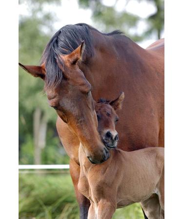 Foothills Naturals Raspberry Leaf Organic Cut - 1 Pound (454g) Equine Herb for Mares Geldings Stallions. Nutritional Moodiness - Buy Online on GoSupps.com