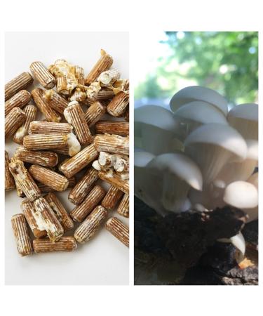 Oyster Mushroom Mycelium Plug Spawn - 100 Count - Grow Edible Gourmet & Medicinal Fungi On Trees & Logs