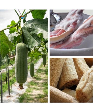 Jaunty Natural Loofah (6PC Pack) - Eco-Friendly Exfoliating Body Scrubber for Women, Babies, and Men - Buy Online on GoSupps.com