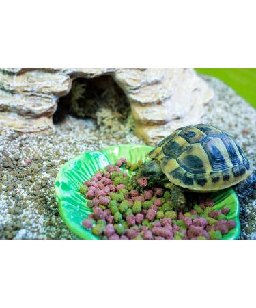 Komodo Complete Holistic Tortoise Diet Fruit and Flower 340 g (Pack of 2) - Buy Online on GoSupps.com