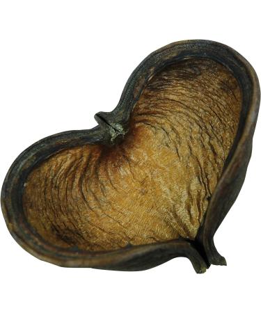 Lucky Reptile DB-01 Nature's Treasure Decor Box - Buy Online on GoSupps.com