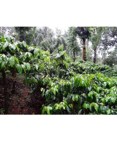 Gustone Premium Espresso Gift Set | 3 Exquisite Organic Coffees from Supremo: MEU Brasil Anokhi AA Esperanza - Buy Online on GoSupps.com