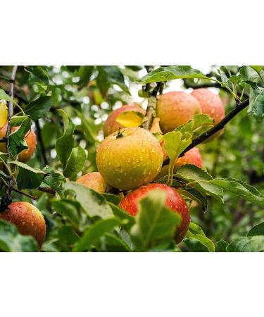 Organic Apple Powder 1.5 lbs | Non-GMO, Unsulfured, Raw, Vegan | Ideal for Juices, Smoothies, Yogurts | Maltodextrin-Free | No Sulphites | Bulk Packaging - Buy Online on GoSupps.com