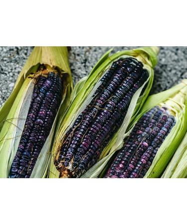 Organic Blue Corn Kernels 3 lbs - Non-GMO Vegan Bulk Cereal Grain with Vitamin B6 & Phosphorus, Ideal for Grinding, Stews, Casseroles & Soups - Buy Online on GoSupps.com