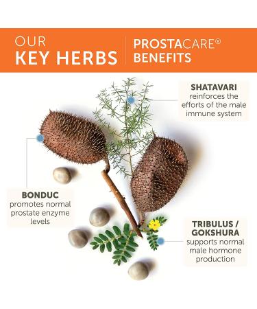 Himalaya ProstaCare 240 Vegetarian Capsules - Natural Support for Prostate Health - Buy Online on GoSupps.com