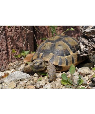 Linsor Turtle Soil - Natural Fertilizer-Free Substrate for Tortoises & Reptiles | 50 Liters - International Shipping Available - Buy Online on GoSupps.com