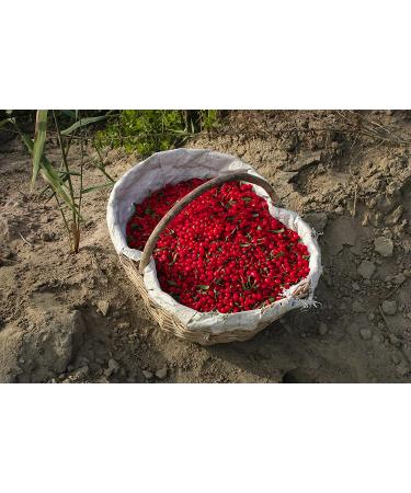 Dragon Herbs Super Adaptogen 500mg - 100 Vegetarian Capsules | Enhance Resilience & Vitality - Buy Online on GoSupps.com