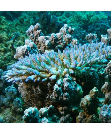 JBL Water Test Set for Saltwater Aquariums | ProAquaTest Ca Calcium Test Kit - Accurate & Reliable - Buy Online on GoSupps.com