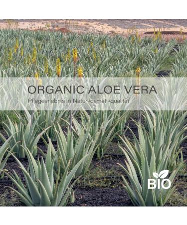 Leo & Lilo Small Greeting Hand & Body Lotion with Bio Aloe Vera - 3 x 50 ml in 'Thank You' Gift Packaging | Perfect for Gifting - Buy Online on GoSupps.com