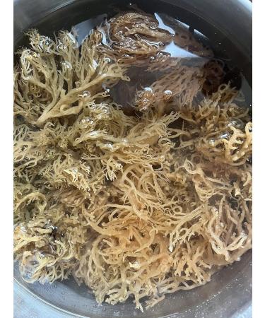  GENNI Wild Golden Dried Sea Moss 150g | From the pristine waters of the Caribbean Sea | Unbleached and Ungrown on String - Buy Online on GoSupps.com