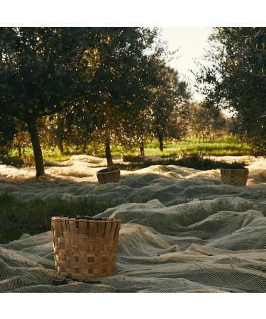 Filippo Berio Gold Selection Delicato Extra Virgin Olive Oil - 750mL Dark Glass Bottle - Buy Online on GoSupps.com