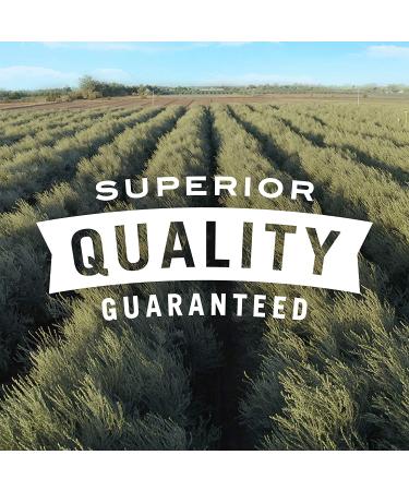 Pearls California Sicilian Style Pimiento-Stuffed Queen Green Olives - 1 Gallon - Buy Online on GoSupps.com