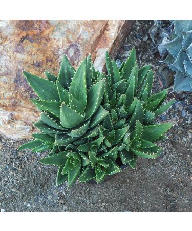 Live Aloe Nobilis & Succulents Plants - Indoor Houseplants by Plants for Pets - Buy Online on GoSupps.com