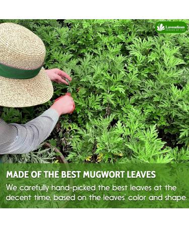 Lavendium Premium 75 Mugwort Leaf Tea Bags 100% Natural and Pure Mugwort Leaves. Loose Leaf Mugwort Herbal Tea. No Sugar No Caffeine No Gluten Vegan. - Buy Online on GoSupps.com