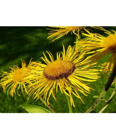 Dried Elecampane Root 200g | Hildegard von Bingen | Herbal Tea for Wellness | International Shipping Available - Buy Online on GoSupps.com