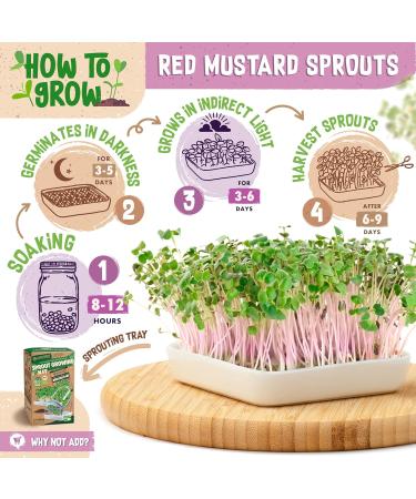 ZenGreens - Organic Red Mustard Seeds - Choose between 10g 200g and 500g - Red mustard seeds with a high g content - Buy Online on GoSupps.com