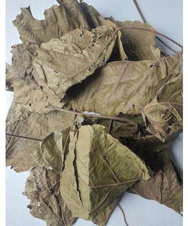 KOPABANA GREEN Djeka Leaves 1oz - Alchornea Cordifolia Dry Leaves for Yoni Care | Christmas Bush V Steam Herbs - ogymama - Buy Online on GoSupps.com