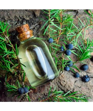Forest Magic Organic Essential Oils Set - Scotch Pine, Juniper, Silver Fir | 100% Pure & Natural, Therapeutic Grade | Family-Owned Farm | Non-GMO | 3 x 10 ml - Buy Online on GoSupps.com