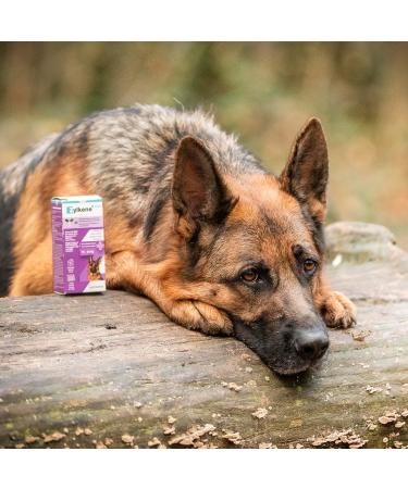Zylkene Plus Complementary food | Dogs over 15 kg | Relaxing for recurring uncomfortable situations | 30 Capsules of 450 mg - Buy Online on GoSupps.com