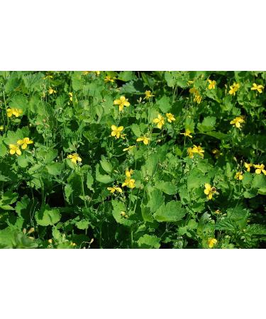 Greater Celandine Herb Tea | Chelidonium Majus L | Grande Ch lidoine Herbe Tisane | Health Embassy (50g) - Buy Online on GoSupps.com