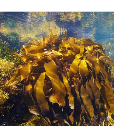 Organic Kombu Algae Leaves - Wild Atlantic Kelp for Dashi Miso Soup Sushi | Pureeraw 25g - Buy Online on GoSupps.com
