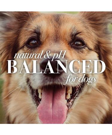 Burt's Bees Oatmeal Conditioner for Dogs - 10 fl oz with Colloidal Oat Flour & Honey - Buy Online on GoSupps.com