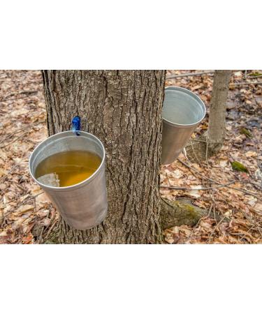 Pack of 5 canned amber maple syrup from Quebec - 100% pure - 540ml cane x 5 units - Buy Online on GoSupps.com
