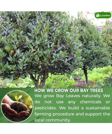Lavendium Premium 40 Bay Leaf Tea Bags 100% Natural & Pure from Bay Leaves. Loose Leaf Bay Herbal Tea. Bay Leaf Tea. No Sugar No Caffeine No Gluten Vegan. - Buy Online on GoSupps.com