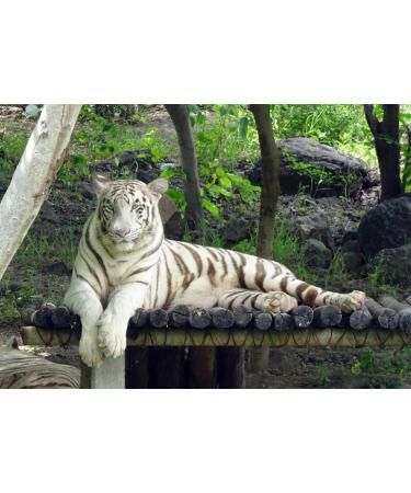  C&T Coffee Globetrotter Real Rarities India Plantation AA 1000g (very fine soil) Premium Rarities Coffee Become an explorer - Buy Online on GoSupps.com