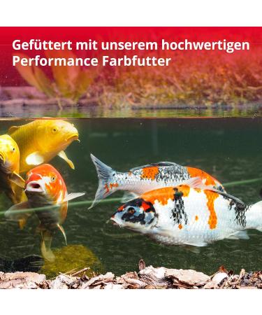 Koipon Performance Summer Koi Food 2kg - 6% Spirulina Floating Pellets for Pond & Goldfish - Premium Color Enhancer - Buy Online on GoSupps.com