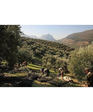 Venta del Bar n 2.5L Award-Winning Premium Extra Virgin Olive Oil - High Polyphenol Content - Cold Extracted - International Shipping Available - Buy Online on GoSupps.com