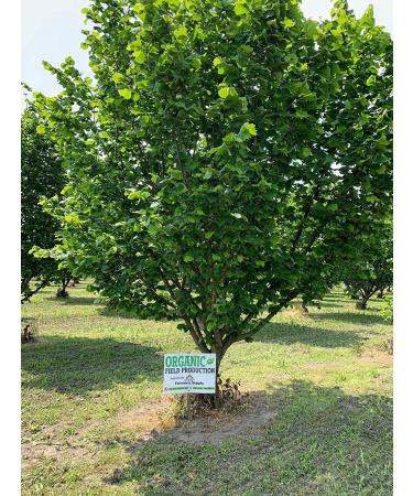 Organic US Grown Hazelnuts - 1lb | Raw Filberts | Non-GMO | Nookachamps Farms - Buy Online on GoSupps.com