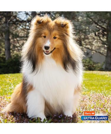 Hartz UltraGuard Rid Flea & Tick Oatmeal Dog Shampoo - 3270002305 - Buy Online on GoSupps.com