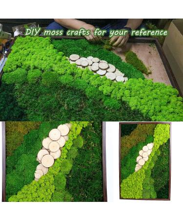 Preserved Moss Pole - 1.5 sq. Ft Decorative Moss for DIY Crafts and Wall Decor (Yellow Green) - Buy Online on GoSupps.com