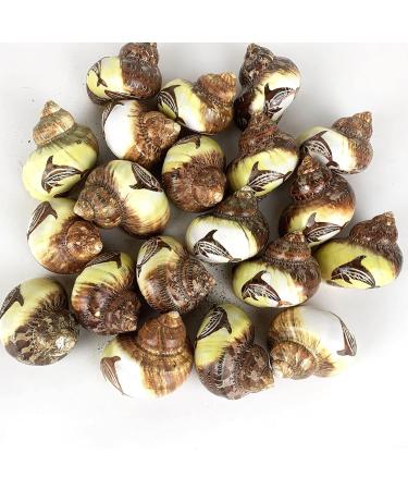 Worlds 3 PC Assorted Turbo Petholatus Carved Sea Shells Hermit Crab Shells 2"-2-1/2"Inch - Buy Online on GoSupps.com