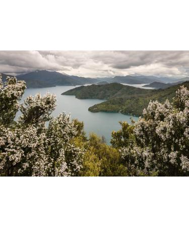 ARATAKI Certified Manuka Honey UMF 17+ MGO 631+ 500g produced and packed in New Zealand - Buy Online on GoSupps.com