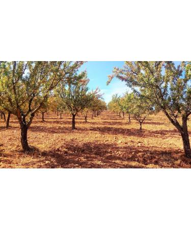 Portuguese Toasted Skinless Almond 10 kg Large Natural Ideal for Vegan Vegetarian Keto and Paleo Diets. Vale D'Amendoa - Buy Online on GoSupps.com