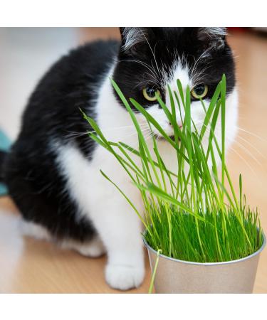 Pretty Kitty Cat Grass Seeds - 25g for 10 Pots | Natural Cat Treats | Premium Grass Seeds for Your Feline - Buy Online on GoSupps.com