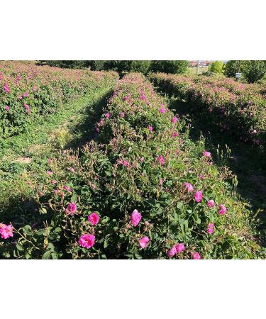 Natural Organic Non Deoiled Rose Water With Lavender 100mL - Buy Online on GoSupps.com
