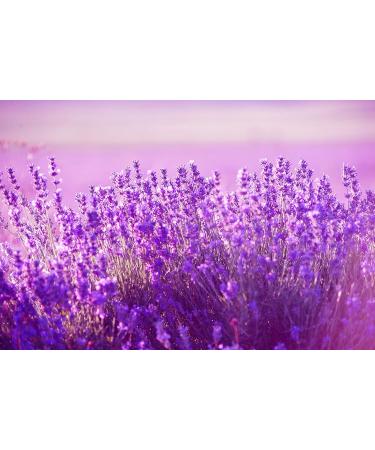 Institut Karit Paris Lavender Hand & Nail Cream 75ml - Moisturizing & Restorative Formula for All Skin Types - International Shipping Available - Buy Online on GoSupps.com