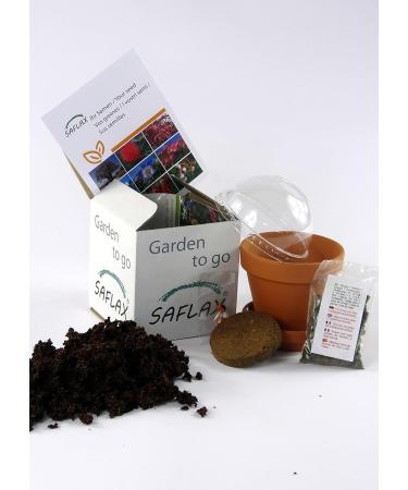 SAFLAX - Ginkgo - 4 seeds - Ginkgo biloba - Buy Online on GoSupps.com