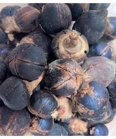 GORONTULA Fruit Azanza Garckeana Organic Sweet Silky Snot Apple Kayamata Various Sizes 30 Pieces - Buy Online on GoSupps.com