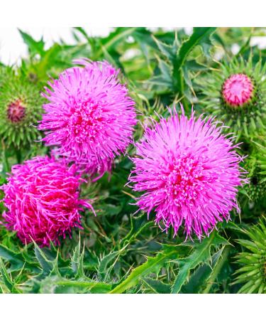 Outsidepride Milk Thistle AKA Mediterranean, Marian, St. Mary's, or Holy Thistle Ornamental Herb Garden Plant - 200 Seeds 1 200 Count (Pack of 1)