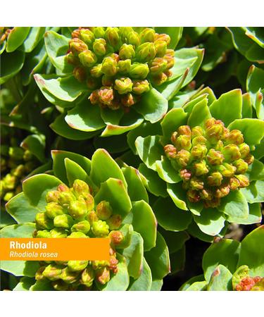 Herb Pharm Organic Rhodiola Root Extract 4oz - Energy & Endurance Boost with Organic Cane Alcohol - Buy Online on GoSupps.com