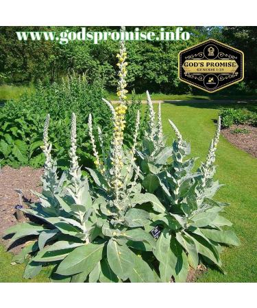 God's Promise Herbal Compounds - MULLIEN Leaf in HPMC Vegetable Capsules 100 Capsules/Vegan Kosher Halal Vegetarian - Buy Online on GoSupps.com