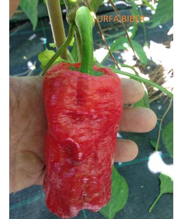 JAI'S GHOST RED-SOVERATO-BIG MAMA MUSTARD-CAPEZZOLI DI SCIMMIA-URFA BIBER-AJI PANCA