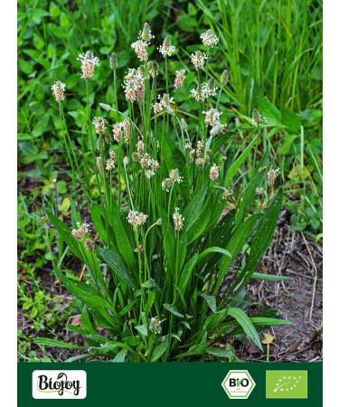  Biojoy Biojoy Organic Lanceolate Plantain Herbal Tea (250 g) Plantain Leaves Lanceolate Dried and Cut (Plantago lanceolata) - Buy Online on GoSupps.com